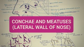 LATERAL WALL OF NOSE  CONCHA AND MEATUS  HEAD AND NECK ANATOMY [upl. by Publias891]