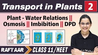 Transport in Plants 02  Plant  Water Relations  Osmosis  Imbibition  DPD  Class11NEET [upl. by Girovard]