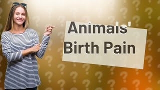 Do animals feel pain when giving birth [upl. by Skeie276]