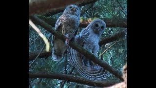 Owl and Owlet June 2024 [upl. by Aztirak]