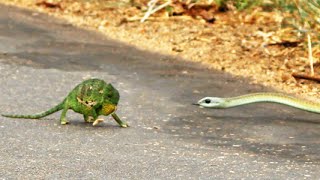 Boomslang Snake Kills a Chameleon Quickly amp Swiftly [upl. by Lotta]