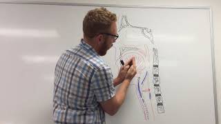 Larynx and Phonation part 1of 2  Introduction and Cartilage framework [upl. by Zirkle681]