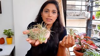 How To Trim amp Clean Your Air Plants  Tillandsia Ionantha  Air Plant Care [upl. by Klara694]