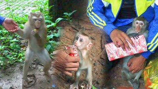 I walked sharing fruit amp milk to Monkey they had not yet eaten Before eating Dawn Bite vs​​ Linda [upl. by Henriques260]