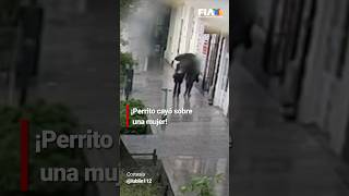 En Polonia un perrito se aventó de la ventana de un segundo piso y cayó sobre una mujer [upl. by Evannia147]