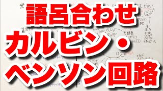 【光合成②】カルビン・ベンソン回路の覚え方 光合成後半の語呂合わせ リブロース二リン酸RuBP→ホスホグリセリン酸PGA→グリセルアルデヒドリン酸PGA 代謝 ゴロ生物 [upl. by Anaizit563]