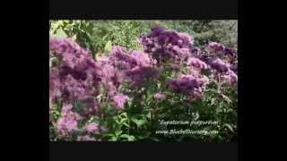 Eupatorium purpurea [upl. by Jaylene]