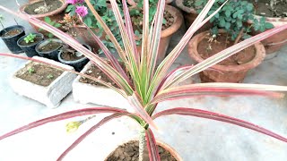 Dracaena Marginata Care and repotting [upl. by Ludovika]