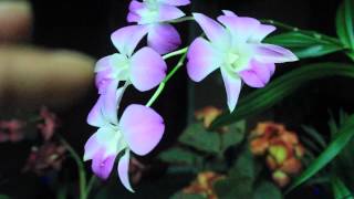 ALL ABOUT DENDROBIUM ORCHIDS  Phalaenopsis and Nobile [upl. by Nawad]