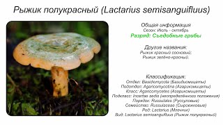 Рыжик полукрасный Lactarius semisanguifluus [upl. by Ahsrop]