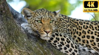 El leopardo caracteristicas y habitatMini Documental completo in español [upl. by Padegs]