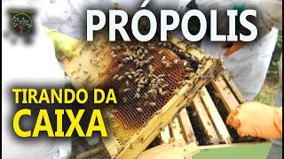 Própolis da Abelha na Apicultura como Retirar da Caixa [upl. by Amahcen770]