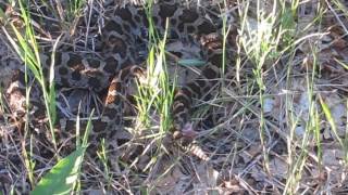 Michigan Rattle Snake Eastern Massasauga Rattlesnake [upl. by Htnamas]