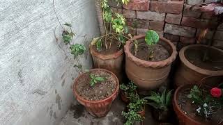 What plants did we choose Roof Garden Lahore Episode  003 How to Transform a Roof Garden [upl. by Ajnos]