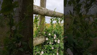 Field Bindweed  such cute wildflowers [upl. by Dorette]