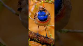 The Melodies voice of the worlds best birds  Best Bird sound  Singing Bird bird [upl. by Sikram]