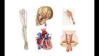 Dolaşım Sistemi Anatomisi Bölüm 1 [upl. by Amethist343]