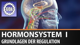 Trailer  Hormonsystem I  Grundlagen der Regulation  Biologie  Schulfilm [upl. by Alyel755]