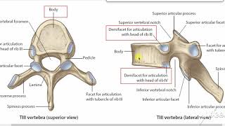 Typical Thoracic vertebrae [upl. by Aehsal]