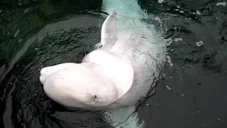 Beluga Whale says Hello [upl. by Janella]