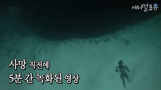 ENG CC 지구의 미스테리 블루홀 그리고 그곳에 간 다이버가 촬영한 영상 속 괴생명체  KBS 스펀지 120323 방송 [upl. by Eceinehs]