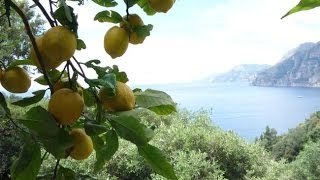 Fettuccine al Limone Positano [upl. by Volpe]