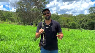 TIFTON 85 O MELHOR CAPIM E O MENOS PLANTADO  PORQUE É TÃO DIFÍCIL PLANTAR TIFTON E CAPIAÇU [upl. by Ahsenev]