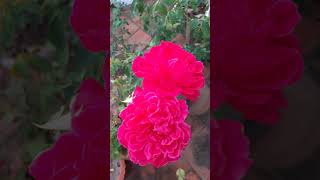 Grow colorful scented nectar rich flower plants to attract insects pollinators rosegardening [upl. by Sined]