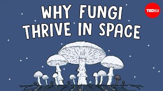 Why are scientists shooting mushrooms into space  Shannon Odell [upl. by Aennil]