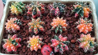 Colourful Cactus Peace Succulents [upl. by Virnelli]