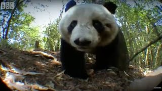 Panda Bear Marks Territory  Bears  BBC Earth [upl. by Zetneuq]