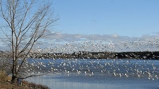 Oies des neiges cri Réservoir Beaudet Victoriaville [upl. by Matilde]