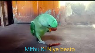 Mithu Ki Niye besto 🦜😱🙏 [upl. by Regnij209]