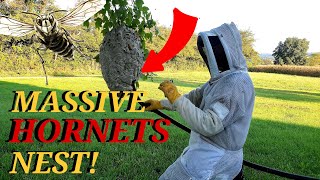 Massive Hornets Nest Removed From A Tree  Wasp Nest Removals [upl. by Neelhtak92]