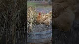 Why Orpington Chickens are the BEST for Your Flock [upl. by Golightly]