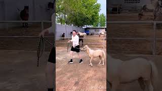 How much is a Falabella pony This horse farm has riding horses [upl. by Phyllys]