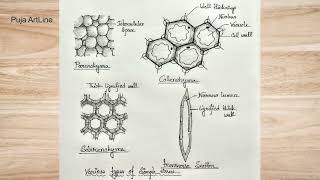 Simple tissue Diagram parenchyma collenchyma sclerenchymaBiology classScience projectpractical [upl. by Keel]