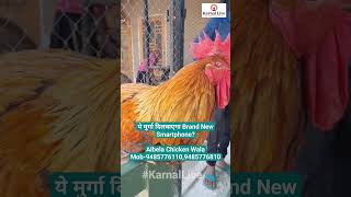 ये मुर्गा दिलवाएगा Brand New Smartphone Albela Chicken Wala 9485776110 karnal karnallive [upl. by Budwig]