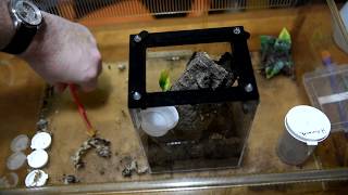 Heteroscodra maculata Togo Starburst Baboon Rehouse [upl. by Taryne]