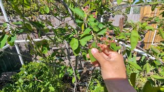 Growing Canadian Serviceberry Amelanchier Canadensis update on plum trees and other fruit trees [upl. by Alage21]