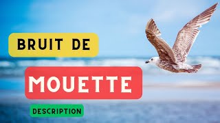 Le cri de la mouette et description 🦤 Bruit des mouettes son dune mouette🦤 [upl. by Dorca]