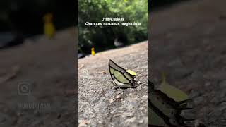 Butterfly vlog🇹🇼butterfly insects animals wildlife nature taiwan lepidoptera entomology [upl. by Kihtrak]