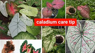 how to take care of a caladium plant [upl. by Ellirpa]