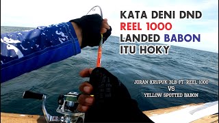 TRIDENTECH ft CAPUNG 622 VS YELLOW SPOTTED TREVALLY BABON  extreme ULTRA LIGHT JIGGING [upl. by Hays]