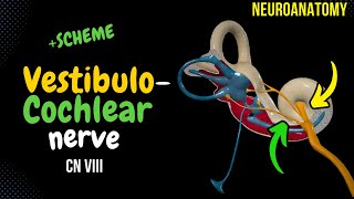 CN 8 Vestibulocochlear Nerve SIMPLE Scheme  Animation [upl. by Lyndes]