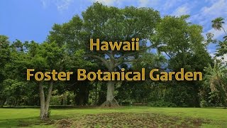 Hawaii Foster Botanical Garden Oahu Hawaii [upl. by Sou]