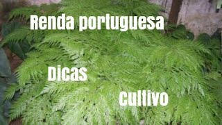 Cultivando renda portuguesa [upl. by Kulsrud]