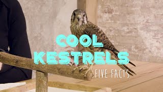 5 Facts About American Kestrels [upl. by Perot392]