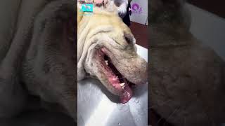 El mejor tratamiento para controlar las garrapatas en mi perro [upl. by Ayanahs]