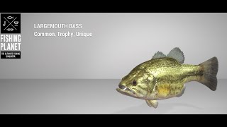 Fishing Planet  Everglades  Unique  Largemouth Bass  Float [upl. by Winonah760]